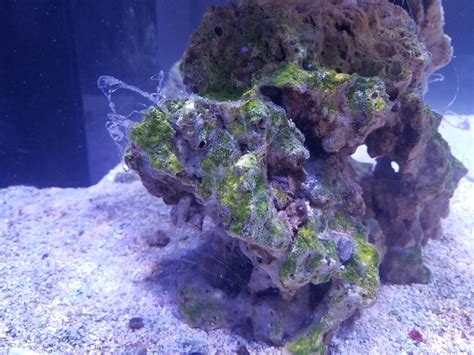 cloudy water in reef tank|bacterial bloom in saltwater tank.